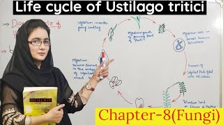 life cycle of loose smut of wheat  Ustilago tritici disease cycle club fungi class 11  urduhindi [upl. by Stan]