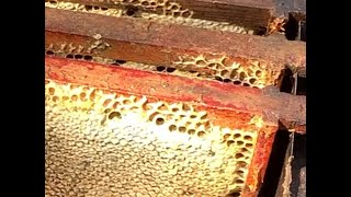 9082024 BEES Taking the first honey crop from the swarm hives [upl. by Nylecyoj342]