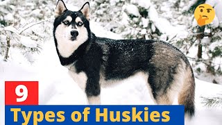 9 Types of Huskies Which Husky would be suitable for you [upl. by Trillby]