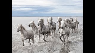 National Geographic Documentary  Horses  Amazing Story about this wonderful creature [upl. by Branca212]