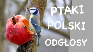 Co to za ptak  Odgłosy ptaków  Ptaki Polski [upl. by Derfniw84]