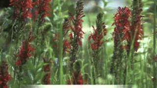 Lobelia cardinalis Cardinal Flower [upl. by Kinom444]