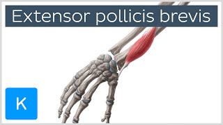 Extensor Pollicis Brevis Muscle  Origins amp Function  Anatomy  Kenhub [upl. by Annohsak863]