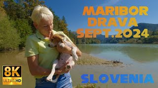 Maribor Drava Valley Slovenia  8K Walkthrough Sept 2024 [upl. by Ahsenad106]