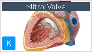 Anatomy of the Heart Structures and Blood Flow Cardiology Made Easy [upl. by Noicpecnoc286]