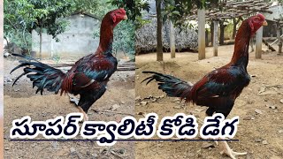 అదిరిపోయే క్వాలిటీ పెట్ట పుంజు 7036764854 khrfarms bhimavaram kollu rooster hen [upl. by Ynes]