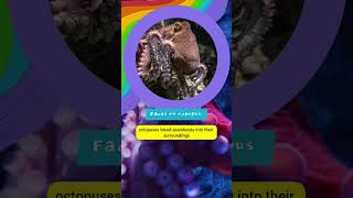 Part 1 Facts on Octopus ocean sea seacreatures octopus facts knowledge kidsvideo [upl. by Wieren145]