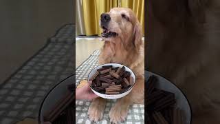 This is so delicious It can chew and grind teeth at the same time Grinding sticks Dog snacks [upl. by Nivlek]