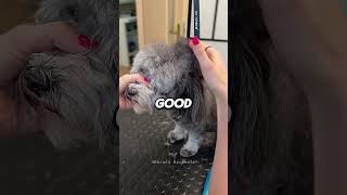 Dont Make This Mistake When You Cut Your Dogs Fur dogroomingstudio [upl. by Aprile848]