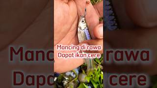 mancing ikan cere di rawa dapat banyak walkingaround [upl. by Bryn]