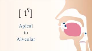 tˤ  unvoiced unaspirated pharyngealized apical alveolar stop [upl. by Aliehc]