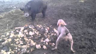 weimaraner Bonita and wild boar [upl. by Roderick86]