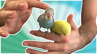 When to start taming your budgie [upl. by Hafeenah953]