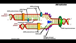 Helicasedependent amplification HDA [upl. by Audie]