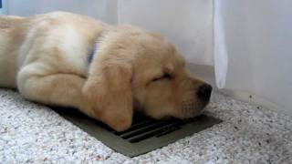 Sleepy Labrador Puppy Moki Loves The AC  SO CUTE [upl. by Erastus880]