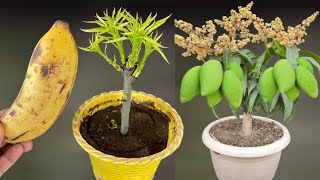 SPECIAL TECHNIQUEpropagating mango trees by branches and leaves combined with bananas as nutrients [upl. by Eelreveb872]