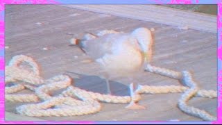 Epic Seagull Fail [upl. by Rosalie537]