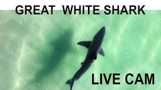 031224 LIVE Great White Shark DRONE CAM [upl. by Lai]