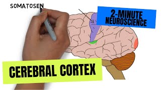 2Minute Neuroscience Cerebral Cortex [upl. by Yttisahc170]