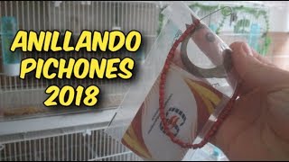 ANILLANDO PICHONES 2018 [upl. by Quickel900]