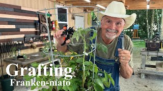 Growing Tomatoes on a Potato Plant How To Graft [upl. by Just337]