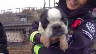 100 Animals Rescued from Puppy Mill and Cruelty Situation [upl. by Buff428]