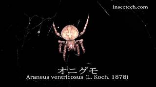 オニグモ（鬼蜘蛛） Araneus ventricosus L Koch 1878 [upl. by Anahpets]