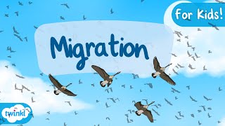 Animal Migration for Kids  Why Do Animals Migrate Migration for Kids [upl. by Drhcir]