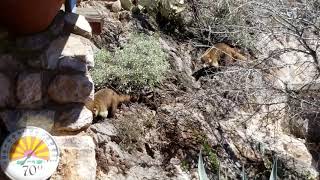 Coatimundi at Colossal Cave in Vail AZ [upl. by Nuawed]