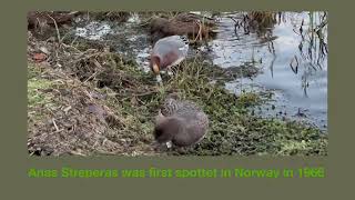 Stunning December whith Swans crows Snadder Ducks and Singing Seagulls in bergen [upl. by Errised]