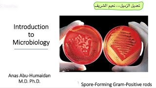 SporeForming Gram Positive Rods [upl. by Mercorr]