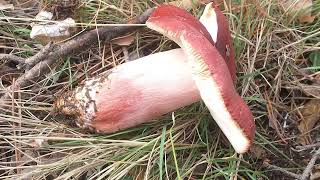 Russule rouge sang ou Russule sanguine Russula sanguinea [upl. by Amelia]