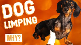 Why is My Dog Limping [upl. by Sena]