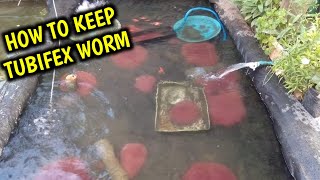 how to keep tubifex worm at home  Tubifex worm care [upl. by Dymphia]