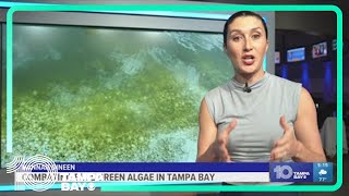 Bluegreen algae is here to stay  at least for the summer [upl. by Domonic]