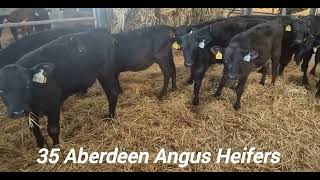 ABERDEEN ANGUS HEIFERS CALVES FOR SALE [upl. by Adlitam]