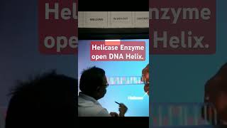 Helicase Enzyme open the DNA Helix [upl. by Brink]