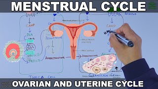 Menstrual Cycle  Ovarian and Uterine Cycle [upl. by Elephus]