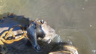 Conibear trapping beaver runs [upl. by Llenhoj]