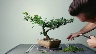 Bonsai Pruning Session Fukien Tea and Walters Viburnum [upl. by Aikimat]