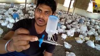 how poultry injector works [upl. by Nenad]