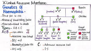 Genetics of haemophilia  X Linked recessive inheritence  class 12 [upl. by Grodin147]