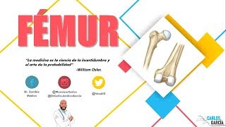 Anatomía  Fémur Línea Áspera Trocánteres Inserciones Musculares [upl. by Erdei]