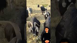 ماعز الاناضول 7eleven اكسبلور ترند cowgoat animals johncena goat طيور eminim دويتو [upl. by Ylyl911]