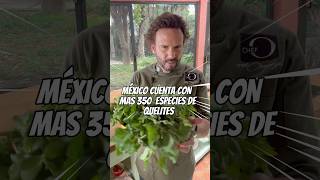 plantbased vegan vegetarian vegetales quelites quelitesmexicanos verdolaga mexico recetas [upl. by Semmes775]