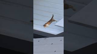 Cat executing a daring leap from one building to another [upl. by Nasho882]