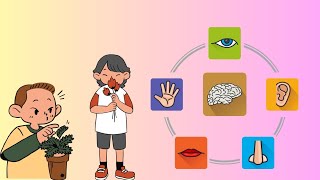 5 Sense Organs hearing sight touch tastesense organs [upl. by Gader406]