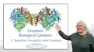 Enzymes  Biological Catalysts pt 2 reaction energetics [upl. by Springer]