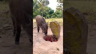 Wild boar traps are made using the most effective stones and pitsshortvideo [upl. by Marte]