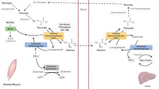 GlucoseAlanine Cycle  Cahill Cycle  Nitrogenous Waste Transport and Removal [upl. by Natika]